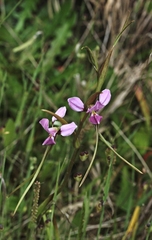 Diuris punctata