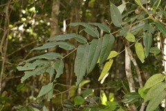 Flindersia schottiana