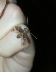 Prosoplus bankii