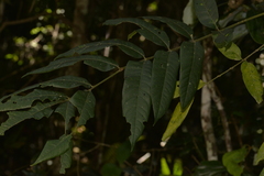 Flindersia schottiana