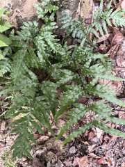 Pteris semipinnata