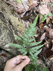 Pteris semipinnata