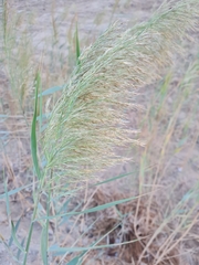 Phragmites australis image