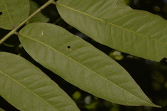 Flindersia schottiana