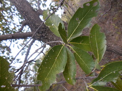 Sideroxylon