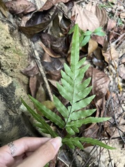 Pteris semipinnata