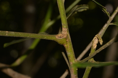 Flindersia schottiana