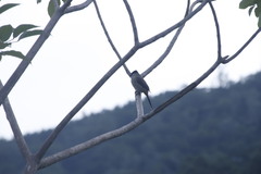 Pycnonotus aurigaster