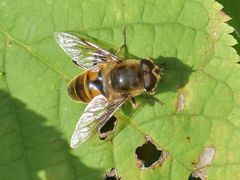 Eristalis tenax