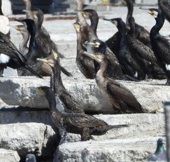 Phalacrocorax carbo