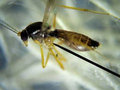 Clinohelea bimaculata