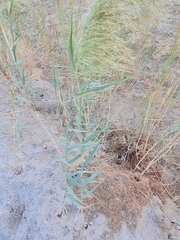 Phragmites australis image