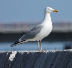 Larus argentatus