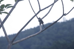 Pycnonotus aurigaster