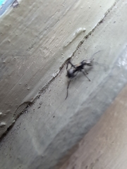 Polyrhachis daemeli