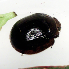 Paropsisterna cloelia