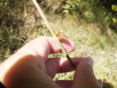 Schoenoplectus pungens