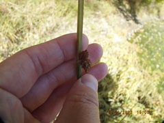 Schoenoplectus pungens