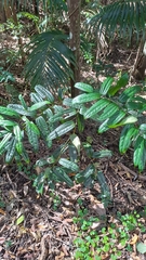 Ripogonum discolor