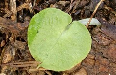 Corybas diemenicus