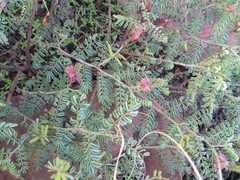 Indigofera comosa