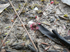 Drosera pygmaea