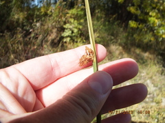Schoenoplectus pungens