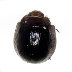 Paropsisterna cloelia