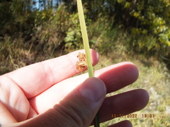 Schoenoplectus pungens