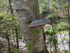 Phellinus nigricans