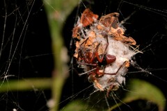 Dimidamus dimidiatus