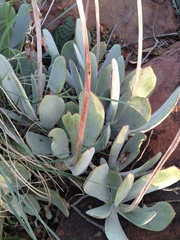 Cotyledon orbiculata
