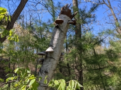 Phellinus nigricans