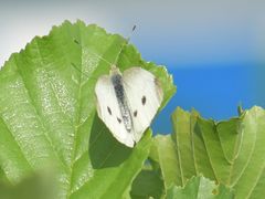 Pieris rapae