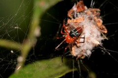 Dimidamus dimidiatus