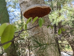 Phellinus nigricans