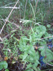 Epilobium palustre