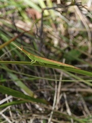 Psednura pedestris