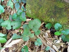 Rubus pectinellus