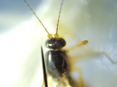 Clinohelea bimaculata