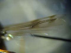 Clinohelea bimaculata