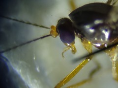 Clinohelea bimaculata