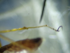 Clinohelea bimaculata