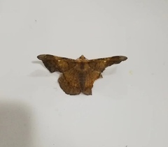 Geometridae