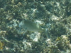 Acanthopagrus australis