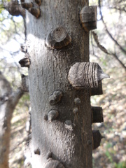 Zanthoxylum clava-herculis