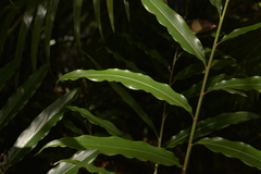 Alpinia arundelliana