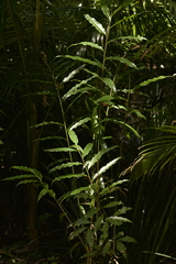 Alpinia arundelliana