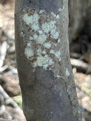 Lecanora strobilina