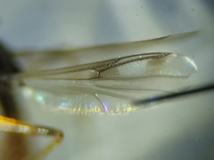 Clinohelea bimaculata